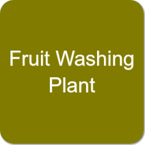 Fruit Washing Plant