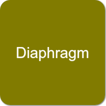 Diaphragm Pumps