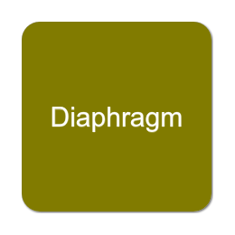 Diaphragm Pumps